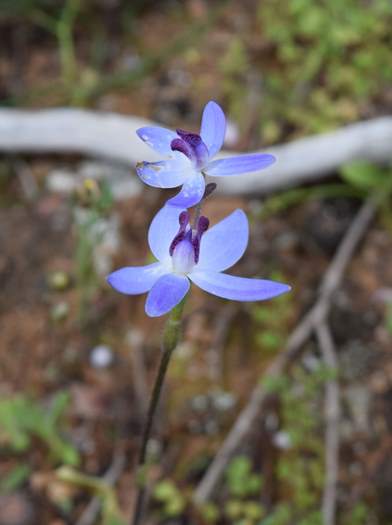 Cyanicula - Orchid-blue-fairy-2-Orchid-Ridge-Sep-2018p0001.JPG